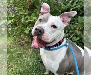 American Pit Bull Terrier-Unknown Mix Dogs for adoption in Anchorage, AK, USA