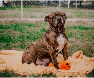 Bullypit Dogs for adoption in Topeka, KS, USA