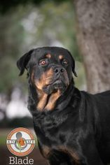 Rottweiler Dogs for adoption in Oceanside, CA, USA