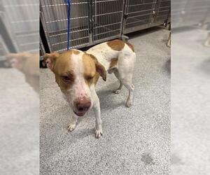 American Pit Bull Terrier Dogs for adoption in Houston, TX, USA