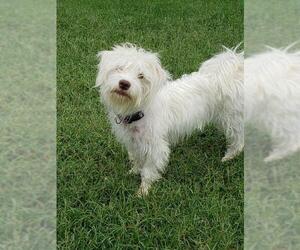 Shih-Poo Dogs for adoption in Altus, OK, USA