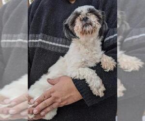 Shih Tzu Dogs for adoption in Pena Blanca, NM, USA