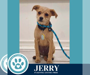 Chihuahua-Unknown Mix Dogs for adoption in Kimberton, PA, USA