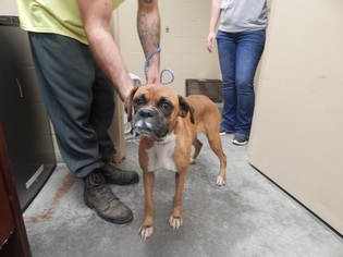 Boxer Dogs for adoption in Pikeville, KY, USA