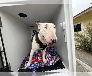 Bull Terrier Dogs for adoption in Santa Maria, CA, USA