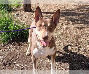 Gerberian Shepsky Dogs for adoption in Orange, CA, USA