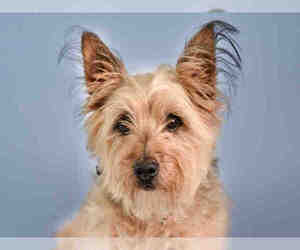 Cairn Terrier Dogs for adoption in Fort Collins, CO, USA