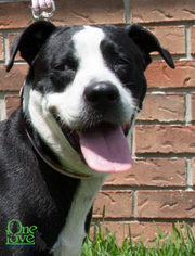 Bulldog Dogs for adoption in savannah, GA, USA