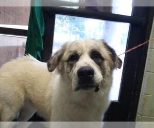 Great Pyrenees Dogs for adoption in Tulsa, OK, USA