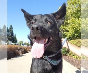 German Shepherd Dog-Unknown Mix Dogs for adoption in Sacramento, CA, USA