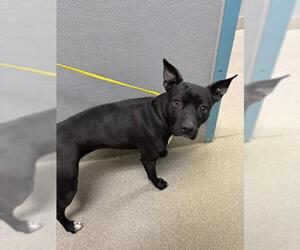 Mutt Dogs for adoption in Las Vegas, NV, USA