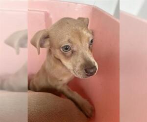 Chihuahua-Unknown Mix Dogs for adoption in Houston, TX, USA