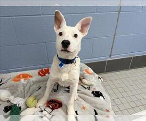 Mutt Dogs for adoption in Fort Collins, CO, USA