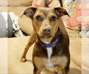 Australian Kelpie-Unknown Mix Dogs for adoption in Phoenix, AZ, USA