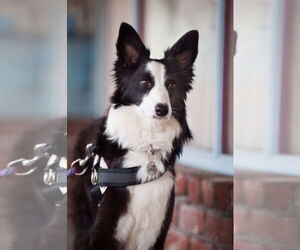 Border Collie-Unknown Mix Dogs for adoption in San Jose, CA, USA