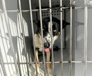 Shollie Dogs for adoption in Sacramento, CA, USA