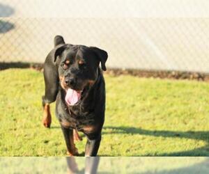 Rottweiler Dogs for adoption in Grovetown, GA, USA