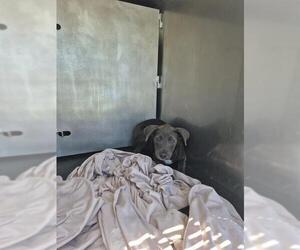 American Staffordshire Terrier-Unknown Mix Dogs for adoption in San Antonio, TX, USA