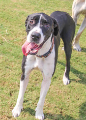 Great Dane-Unknown Mix Dogs for adoption in PIPE CREEK, TX, USA