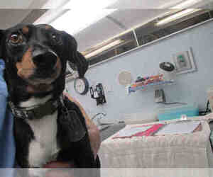 Dachshund Dogs for adoption in Ocala, FL, USA