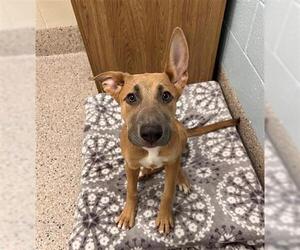 German Shepherd Dog-Unknown Mix Dogs for adoption in Brighton, CO, USA