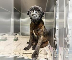 Pug-Unknown Mix Dogs for adoption in San Antonio, TX, USA