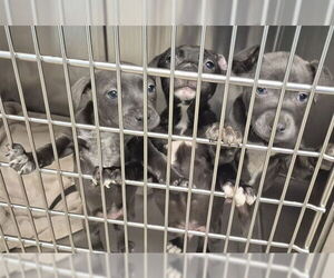 Mutt Dogs for adoption in Decatur, IL, USA