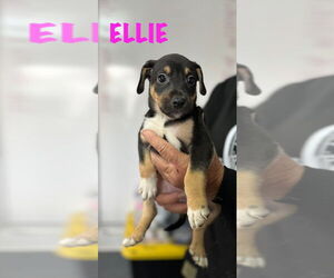 Mutt Dogs for adoption in Mooresville, NC, USA