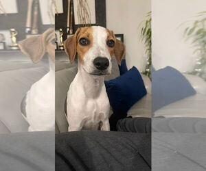 Treeing Walker Coonhound-Unknown Mix Dogs for adoption in miami, FL, USA