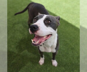 American Staffordshire Terrier-Unknown Mix Dogs for adoption in San Antonio, TX, USA
