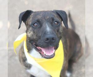 American Staffordshire Terrier-Unknown Mix Dogs for adoption in San Antonio, TX, USA