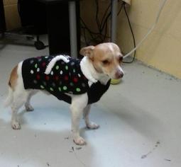 Chihuahua Dogs for adoption in Ellijay, GA, USA
