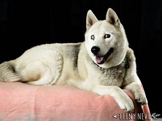 Alaskan Husky-Unknown Mix Dogs for adoption in Minneapolis, MN, USA