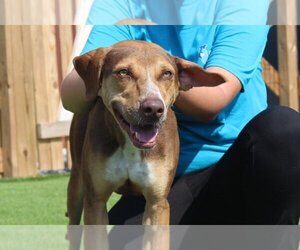 Catahoula Leopard Dog-Unknown Mix Dogs for adoption in Chestertown, MD, USA