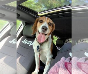 Beagle Dogs for adoption in RUMFORD, ME, USA