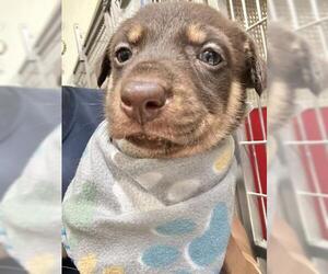 German Shepherd Dog-Unknown Mix Dogs for adoption in Visalia, CA, USA