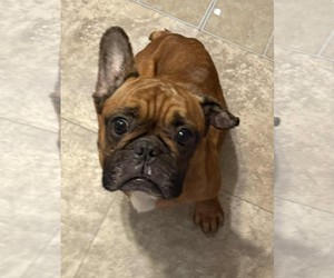 French Bulldog Dogs for adoption in Dumont, NJ, USA