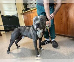 American Pit Bull Terrier Dogs for adoption in Pasadena, CA, USA