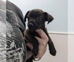 Chihuahua Dogs for adoption in Chico, CA, USA