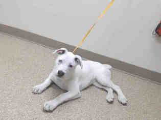 Boxer Dogs for adoption in Palmer, AK, USA