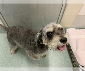 Miniature Schnauzer-Unknown Mix Dogs for adoption in Plano, TX, USA