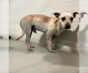 Chihuahua Dogs for adoption in Bakersfield, CA, USA
