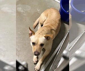 Medium Photo #1 Affenpinscher Puppy For Sale in Pierceton , IN, USA