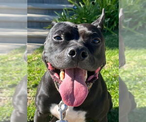 American Staffordshire Terrier-Unknown Mix Dogs for adoption in Lake Forest, CA, USA