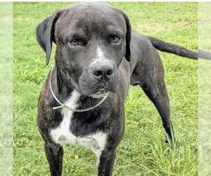 Mutt Dogs for adoption in Houston, TX, USA