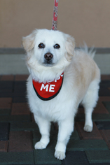 Mutt Dogs for adoption in Mission Viejo, CA, USA