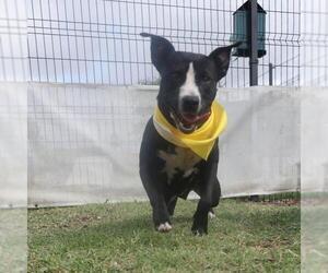 American Staffordshire Terrier Dogs for adoption in San Antonio, TX, USA