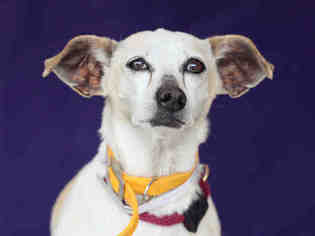Medium Photo #1 Dachshund-Unknown Mix Puppy For Sale in Downey, CA, USA