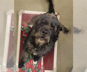GIANT SCHNAUZER -Poodle (Standard) Mix Dogs for adoption in West Valley, UT, USA
