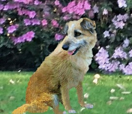 Small Border Terrier-Golden Retriever Mix
